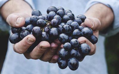 The Annual Grape Stomping Celebration 2019